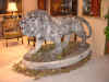 LionRight.jpg (651986 bytes)