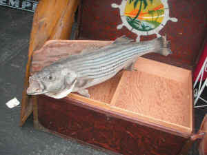 pict6178.jpg (207218 bytes)